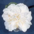 Elizabeth Boardman